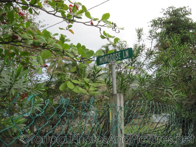 Mongoose Lane at Cane Garden Bay in Tortola.jpg
