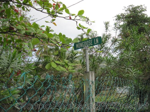 Mongoose Lane at Cane Garden Bay in Tortola.jpg