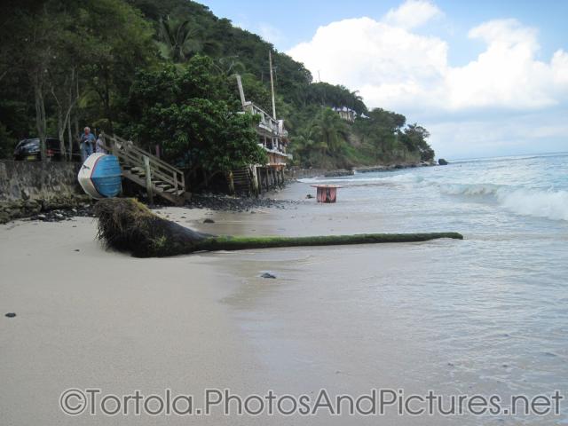 Fallen algae covered tree at Cane Garden Bay in Tortola.jpg