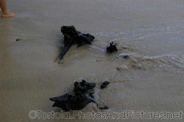 Black fossil rocks at beach sands of Cane Garden Bay in Tortola.jpg
