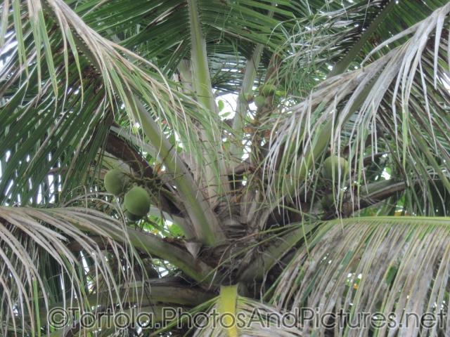 Coconuts in a tree at Cane Garden Bay in Tortola.jpg
