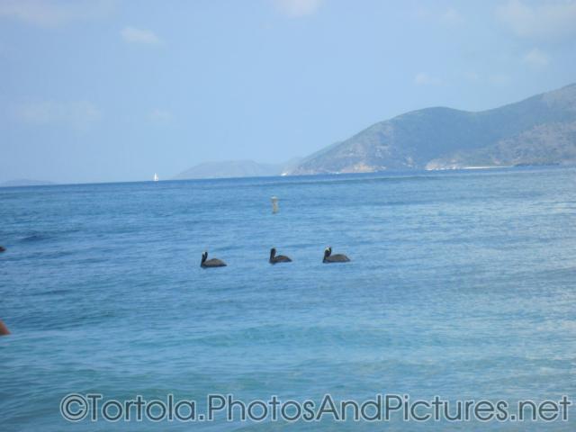 Three black swan in the waters of Cane Garden Bay in Tortola.jpg
