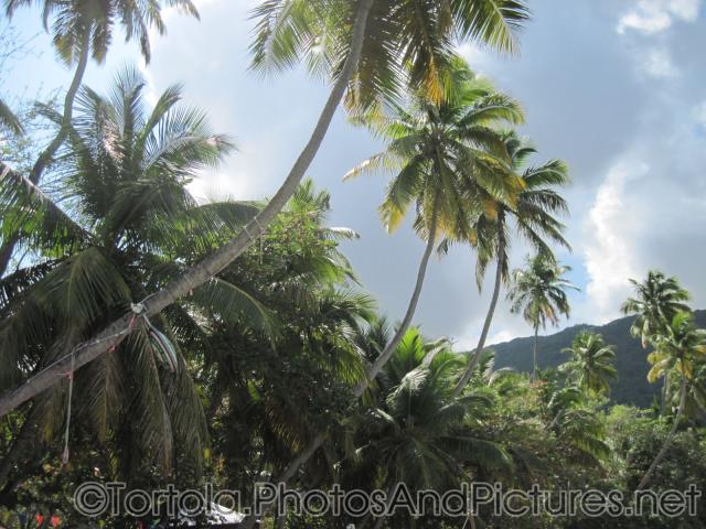 Palm trees of Cane Garden Bay in Tortola.jpg