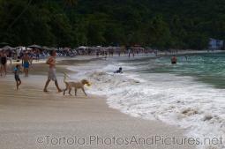 Dog fetches a yellow ball at Cane Garden Bay Beach in Tortola.jpg
