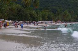 Dog plays in the waters of beach at Cane Garden Bay in Tortola.jpg