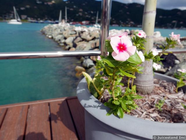 Pink Flower at Tortola Pier Park
