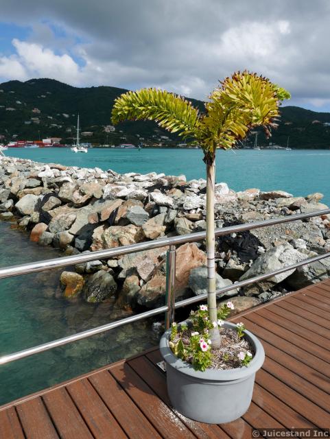 Tropical Tree in Planter at Tortola Pier Park
