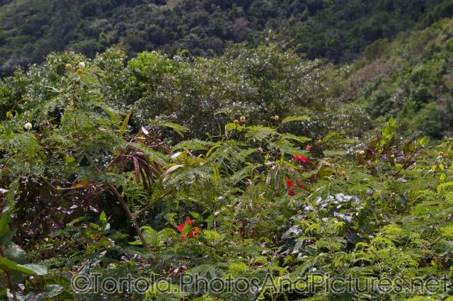 Tropical foliage in Tortola.jpg
