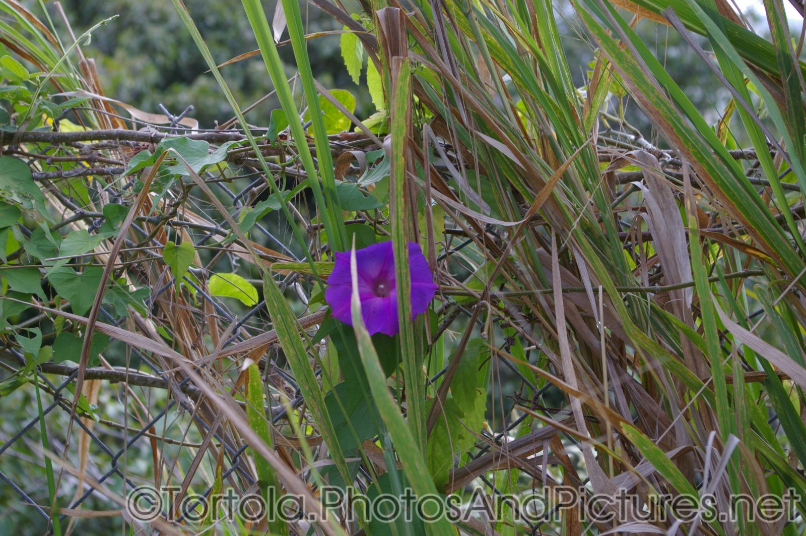 Purple flower and grass in Tortola.jpg
